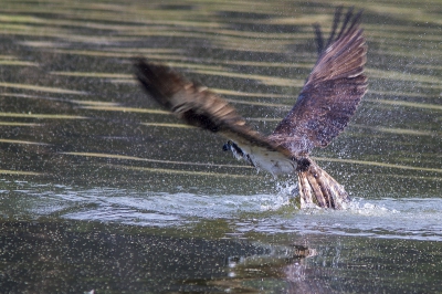 Na kopje onder geweest te zijn verschijnt de visarend weer boven water. Met een hoop geweld vertrekt de vogel weer.
Zijn prooi stevig in zijn klauwen en met de kop van de vis  altijd vooruit.