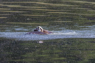 Na kopje onder geweest te zijn verschijnt de visarend weer boven water. Met een hoop geweld vertrekt de vogel weer.
Zijn prooi stevig in zijn klauwen en met de kop van de vis  altijd vooruit.