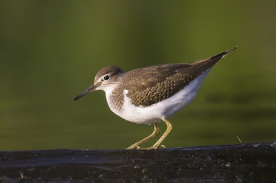 Niet makkelijk te fotograferen deze schuwe vogels.
Na lange tijd is het toch gelukt.