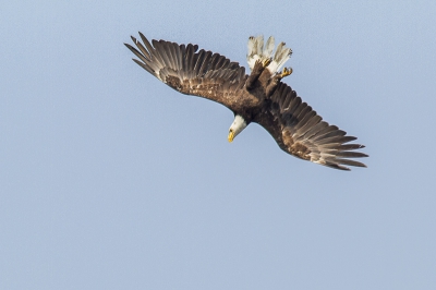 Deze opname is een vervolg op 2 opnames die in mij PA staan.
De Bald Eagle ging op volle snelheid achter de gevallen vis aan maar gaf het na een aantal acrobatische toeren uiteindelijk op.