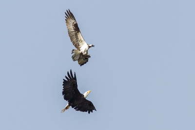 De boom heeft hij toen niet gehaald. Deze Bald Eagle zat daar te wachten op het moment dat de visarend met prooi omhoog kwam.