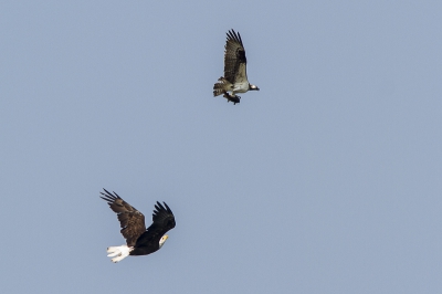 De boom heeft hij toen niet gehaald. Deze Bald Eagle zat daar te wachten op het moment dat de visarend met prooi omhoog kwam.
De volgende 2 opnames staan in mijn PA (iets te weinig scherpte naar mijn idee).