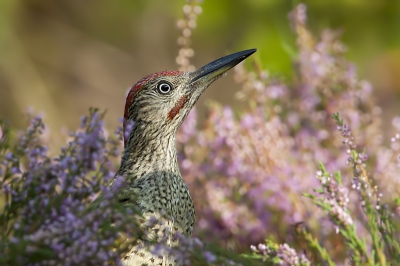 Gisteren ben ik met een bevriende fotograaf in een schuiltentje bij een poeltje gaan zitten, in de hoop dat er wat vogel zouden komen drinken/badderen. Na ongeveer een uur zagen we iets groots in heideplanten landen. Kort na de landing kwam er een kopje boven de planten uit, en bleek het deze prachtige groene specht te zijn.