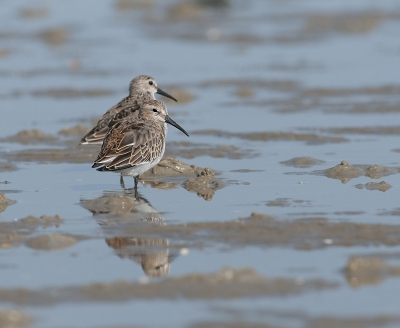 Op het wad voor Rottum waren veel Wadvogels waaronder de bonte strandlopers te vinden. Van een aantal soorten, zoals deze Bonte strandlopers heb ik een aantal mooie opnamen kunnen maken.