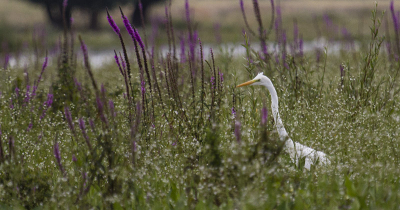 Eentje van vorig jaar. Deze zilverreiger had een hele poel vol met kikkertjes voor hem alleen. Oppassen voor indigestie :-)