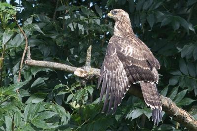 Ik stopte om te kijken of er wat te fotograferen was toen deze wespendief laag aan kwamvliegen en schuin achter me op ongeveer 20 meter afstand op een dode tak ging zitten. Met wat moeite, de camera tegen de portierstijl steunend, divers foto's gemaakt.
Doordat de bomen achter de wespendief in de schaduw zitten en de wespendief in de volle zon is de achtergrond iets te donker naar mijn zin, maar al met al ben ik best over.