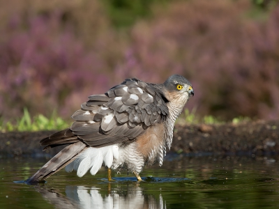 Vanuit een schuilhut van Han Bouwmeester......Ook een juv mannetje liet zich mooi fotograferen. Meer foto's zijn te zien op mijn site!