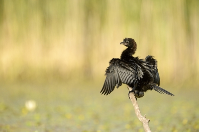 Vind het een van de aandoenlijkste vogels. Vooral zo in het avondlicht komen de patronen in de veren leuk uit.