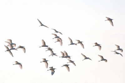 een heleboel zilverreigers liepen door het natte gedeelte van de Everglades,ze schrokken van mij en vlogen met zijn allen weg.