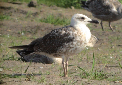 Op basis van de slanke erg witte kop, lange vleugels en lange poten kwam ik in eerste instantie op een juveniele / 1e winter pontische meeuw. Na een commentaar van Ruud, determinatie gewijzigd in geelpootmeeuw