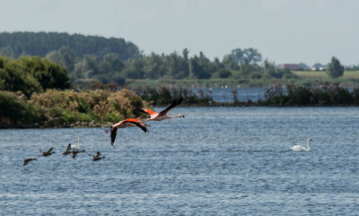Nabij oude tonge in het volkerrak zijn flamingo's te zien