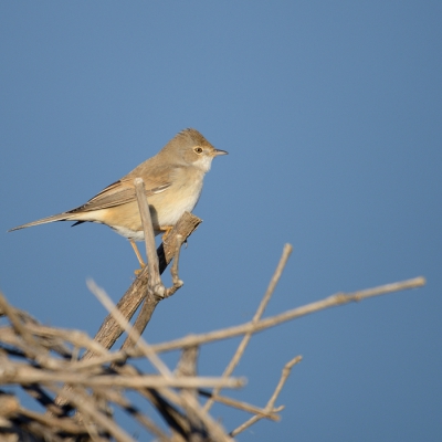 Bij het volgen van de vogeltrek bij het meer kwam ik de Grasmus tegen die op zoek was naar insecten in de berg snoeisel van de wijnranken.