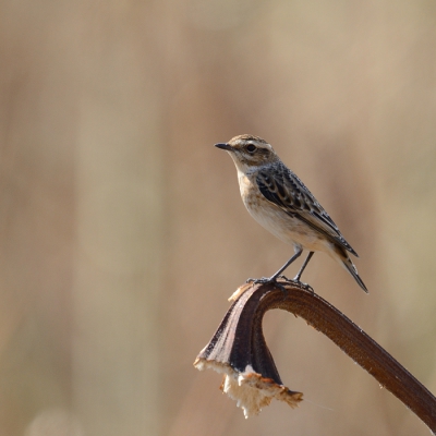 Bij het volgen van de vogeltrek langs het meer zag ik in het juist gemaaide zonnebloemenveld dit Paapje op de gekapte  stengel en waarvan deze foto.