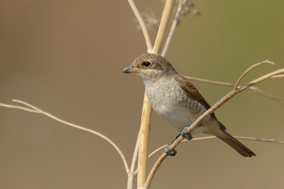 Geen gebrek aan Klauwieren in deze regio. Misschien wel de meest waarneembare vogel na de Spaanse Mussen. Toch nog maar een opname gemaakt vanwege de zachte kleur tinten en het lijnenspel van de uitgedroogde stengels.