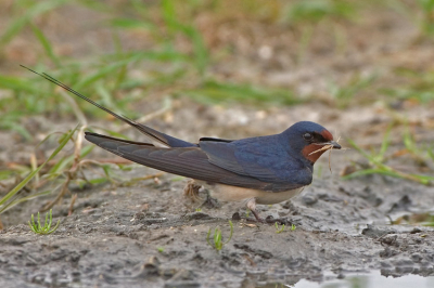 een eerder getoonde foto gecropped.