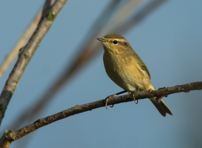 Vanmorgen deze rietzanger gefotografeerd,lastig om ze voor de lens te krijgen. Het zijn beweeglijke vogels.