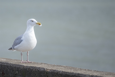 Deze meeuw bleef netjes zitten toen ik hem benaderde. Hij zat prachtig op de stenen rand van de pier met de waterweg als achtergrond. Genomen op 200mm.