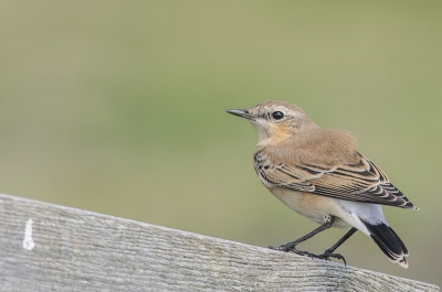 Een tijdje niets kunnen uploaden vanwege storing aan de laptop wel gefotografeerd......
Tijdens het wachten op de gekraagde roodstaart stond deze tapuit plotseling naast mij, ik kon op mijn gemak een foto van dit mooie vogeltje maken.