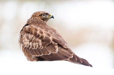 Nog eentje die ik vond op mijn harde schijf. Deze buizerd had het zwaar afgelopen winter en kwam regelmatig kijken bij de boshut om te kijken of er wat te eten viel
