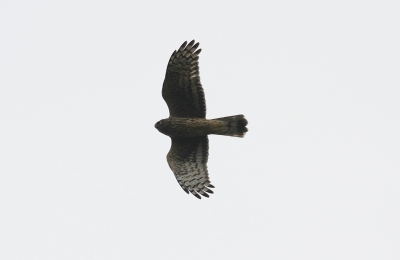 Nog een foto tegengekomen waar ik niet met zekerheid een naam aan kan plakken. Twijfel tussen een sperwer en een buizerd.. Havik komt bij mijn weten niet voor op Terschelling.