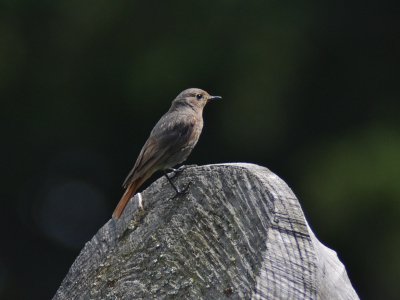 Deze zwarte roodstaart heb ik begin augustus '13 geschoten boven op de Stanserhorn (Zwitserland) na een stevige klim van ongeveer vier uur.