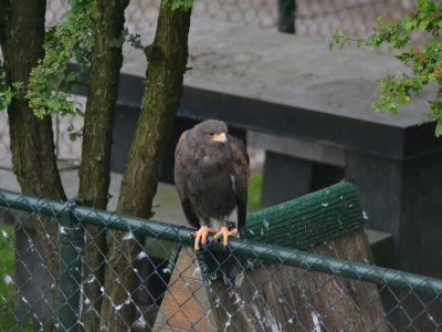 Deze woestijnbuizerd wordt door de eigenaar om de zoveel dagen vrijgelaten. Hij keert weer terug omdat hij weet dat hij op vaste tijdstippen te eten krijgt.
