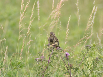 Deze graspieper is de eerste vogel die ik heb geschoten met mijn nieuwe lens (Tamron SP 180mm). Het is bepaald geen schuw baasje, want hij liet me tot op 1,5 meter naderen.
