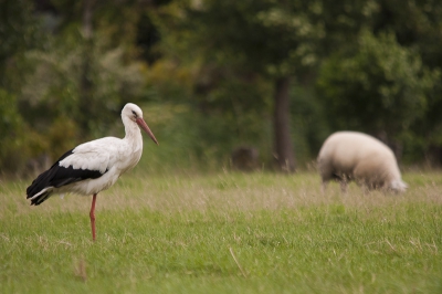 Op zoek naar de ooienvaar, je ziet ze steeds meer.. ook deze was ik in de ochtend al tegen gekomen toen ik mn camera niet bij mij had, later in de dag toch maar heen gefietst en daar zat ie prachtig tussen de schapen te observeren.