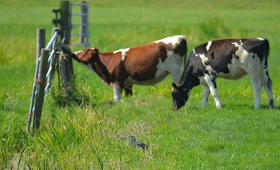 Een leuke maandopdracht waar iedereen aan mee kan doen! Mijn inzending is de achtergrond, dus de koeien bepalend, maar het scherptepunt heb ik op de verstopte reiger gezet.