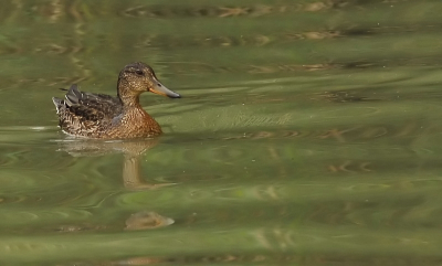 Het was rustig op het water, in de verte wel veel soorten Eenden.
Dit was een van de weinige soorten die redelijk binnen bereik kwamen...