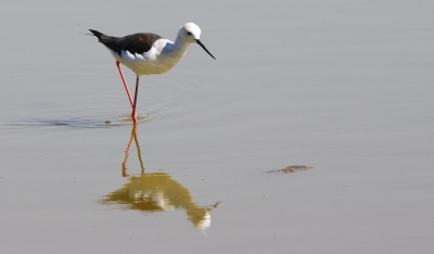 Dit jaar tijdens mijn vakantie een dagje naar de Camargue geweest. Bij een vogelkijkhut kon ik deze foto nemen van een Steltkluut. Voor mij voor het eerst dat ik deze vogel heb mogen zien. Wat een bijzondere vogel met enorme lange stelten!