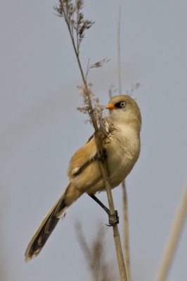 Foto van paar maanden geleden, volwassen vrouw baardman.
Een van de eerste foto's gemaakt met mijn nieuwe lens.