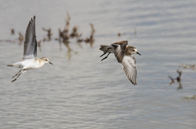 Lesbos, luilekkerland voor vogelaars. 2 ochtenden op pad geweest tijdens een weekje vakantie.
