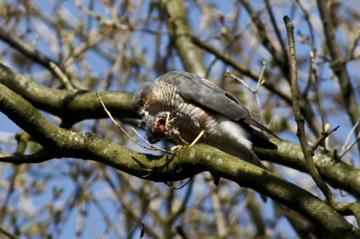 Toen ik in een vergeten parkje, wat zangvogels zocht merkte ik een stel sperwers op. Ze waren absoluut niet schuw en eentje ging zelfs rustig met mij in de buurt een prooi op eten.