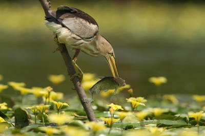 Little Bittern is a strong and intelligent hunter.
The female bird is careless and allows the photographer to 0.5 meters. You can hold it with one hand. Distance - 4 meters, floating hide.