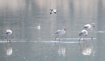 zonnige ochtend met flamingo's op 50 meter, lekker rustig en gunden mij aller tijd leuk dat een stern passeerde