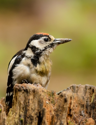 Grote bonte specht (juveniel ? ) op een boomstronk. Foto genomen vanuit een hutje, tijdens een bewolkte dag.