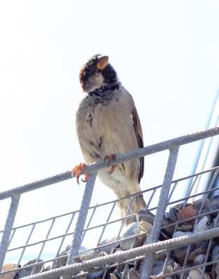 Zat op een bankje in het dorp Nes (op Ameland), en kwam dit musje dicht achter mij op een hek zitten, ff kijken wat ik aan het doen was.