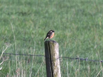 Deze roodborsttapuit is steevast op deze plek, een weiland in de Ooijpolder, te vinden, samen met andere RBT's.