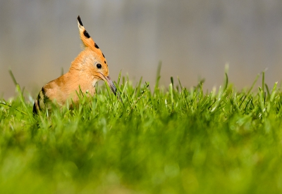 Een Hop (Eurasian Hoopoe) in een van de lokale grasveldjes midden in een woonwijk.