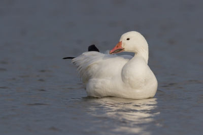 Deze Sneeuwgans zwom rustig tussen een aantal Grauwe Ganzen, na een flinke tijd wachten zwom ze vrij. Ik heb heel veel foto's kunnen maken.  Ik plaats deze foto omdat ik zag dat er nog weinig foto's van de Grauwe Gans in het archief staan.