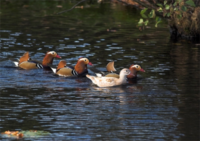 Deze eendjes zitten al een paar weken in de fortgracht, maar dit is pas de eerste keer dat ze zich laten fotograferen ! Eerst waren er 8 mannetjes, en 3 vrouwtjes, waaronder dit erg lichte exemplaar, nu zijn alleen deze er nog. Ik hoop dat ze de hele winter blijven, zou ze wel in de sneeuw willen fotograveren !!
Schiterend eendjes, vind je niet ?!