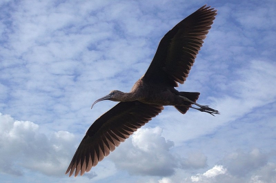 <i class='fa fa-user'></i> michiel1981 | Zwarte Ibis  <i class='fa fa-eye'> 310</i>   <i class='fa fa-comment-o'> 0</i>