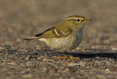 Op de pier liep ik deze vogel tegen het lijf, we waren beiden verrast . Zonnig weer met veel wind
