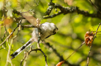 Met een nieuwsgierige blik keek deze acrobaat van de bomen in m'n lens. Foto genomen vanuit de achtertuin van ons vakantiehuisje midden in de Belgische Ardennen.