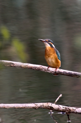 Even smiddags er tussenuit geknepen, na het horen van een melding van een ijsvogel. In een keer gelukt ondanks het slechte licht en steunend op slechts 2 benen van de tripod toch een mooie foto weten te maken.
Mijn eerste ijsvogel ooit!