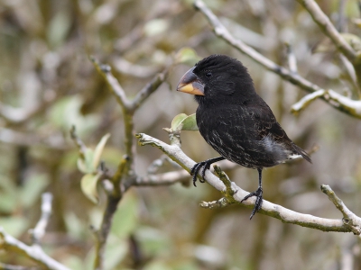 Tijdens een bezoek aan de Galpagos-eilanden mogen fotos van de beroemde Darwinvinken natuurlijk niet ontbreken. Dit exemplaar had een joekel van een snavel waar onze appelvinken nog jaloers op zouden worden!  Ik zal nooit vergeten hoe deze foto tot stand kwam: deze vogel kwam telkens zo dichtbij dat ik er geen foto van kon maken. Telkens als ik 3 meter naar achteren liep, kwam ie me achterna en ging pal voor me zitten. Dit ging zo een paar keer door totdat ie even rustig op deze tak plaatsnam. Vogels die de fotograaf achterna zitten.. de omgekeerde wereld. Een hele bijzondere ervaring.
www.birdbeauty.nl