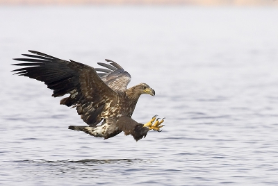 Ook ik ben met Martijn mee geweest. Erg lastig om een selectie voor Birdpix te maken, gezien de foto's die al in het album staan. De eerste dag heb ik een hele duikvlucht er redelijk opgekregen. Jammer van het licht, maar er zitten naar mijn mening een paar leuke beelden tussen.