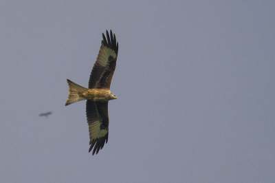 Erg mooi te zien op mijn vaste vogelfotografielocatie :) 2 Stuks  te zien, uiteindelijk mijn doel bereikt door ze beide op de foto te hebben :)