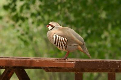 Ik heb werkelijk geen idee wat voor typetje dit is. Wie helpt.
Genomen in Petrified Forest in Amerika afgelopen zomer.